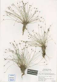 Image result for Isolepis