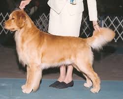 These puppies have been painstakingly raised with love and respect. Golden Retriever Puppies Florida Adopt Petfinder