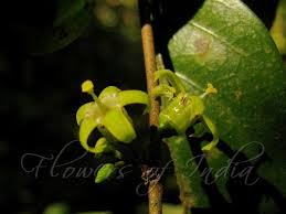 Image result for Canthium glaucum