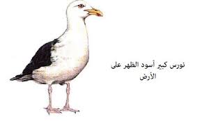 Vente et installation caméra de surveillance. Ø·Ø§Ø¦Ø±Ø§ Ù†ÙˆØ±Ø³ Ø§Ù„Ø± Ù†ÙƒØ© ÙˆØ§Ù„Ù†ÙˆØ±Ø³ Ø§Ù„ÙƒØ¨ÙŠØ±Ø© Ø§Ù„Ø£Ø³ÙˆØ¯ Ø§Ù„Ø¸Ù‡Ø±