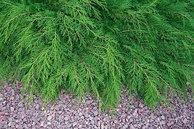 Get it as soon as wed, jun 23. 11 Best Evergreen Ground Cover Plants That Make Your Garden Look Greener Better Trees Com