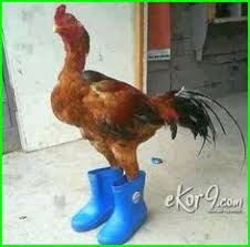 Berikut kumpulan gambar lucu keren unik lucu dan terbaru, semua jenis foto wallpaper dinding untuk hp android ukuran hd. 55 Ide Lucu Di 2021 Lucu Gambar Lucu Cartoon Jokes