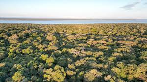 Image result for Croton steenkampianus