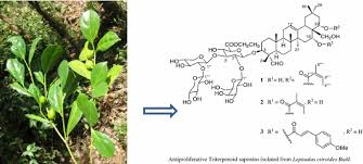 Image result for Leptaulus