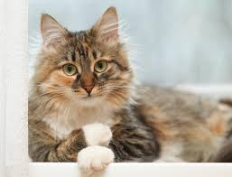 Their coat varies from coarse to soft; 11 Tips For Looking After Long Haired Cats