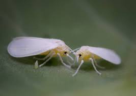 This bug identification guide will help! How To Get Rid Of Bugs On Your Snake Plant With Pictures Garden For Indoor