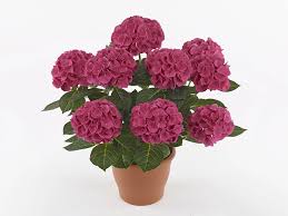 Image result for Motandra paniculata