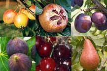 Check spelling or type a new query. Fruit Trees For Sale Buy Bareroot By Mail Order Ashridge Nurseries