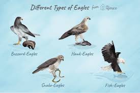 Complete Eagle Species List