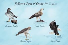 complete eagle species list