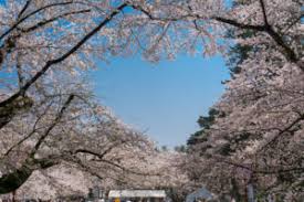 Kalau kamu nak rasai pengalaman seperti di jepun, cuba kunjungi beberapa. Perkhidmatan Yang Disyorkan Di Mana Anda Dapat Melihat Bunga Sakura Di Hirosaki Park Tempat Bunga Sakura Yang Paling Terkenal Di Jepun Aomori Melancong