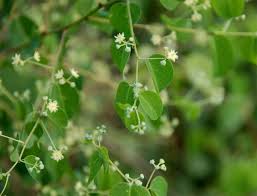 Image result for Helinus