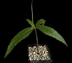 Image result for Dorstenia psilurus