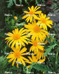 Image result for Euryops chrysanthemoides