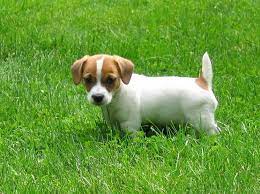 Questo pup possa essere realizzato in qualsiasi colore. Cane Jack Russel Cani Taglia Piccola Jack Russel Cane Cuccioli Di Cani Cuccioli Di Jack Russell Jack Russell Terrier