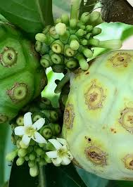 Image result for Morinda citrifolia