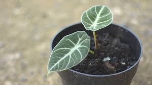 This rare beauty is a work of art and will add serious sophistication to any space. Alocasia Black Velvet Care Guide All You Need To Know