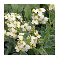 Image result for Crambe hispanica