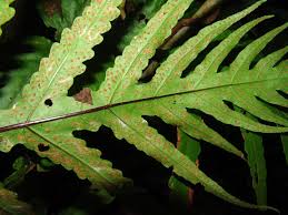 Image result for Tectaria fernandensis