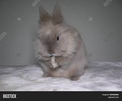Cute Lion Head Rabbit Image Photo Free Trial Bigstock