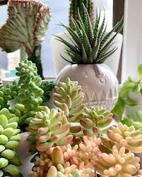 We are an affiliate of the cactus and succulent society of america. Cascade Cactus And Succulents Society Of Washington State Home Facebook