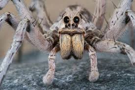 Similar to other recluse spider bites, their bite sometimes requires medical attention.the brown recluse is one of three spiders (the others being the black widow and loxosceles laeta, the chilean recluse) with medically significant venom in north america. Wolf Spiders Bites Babies Other Facts Live Science