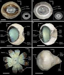 He survived being in a humpback whale's mouth early friday morning. Eye Morphology In Bryde S Whale And The Humpback Whale Frontal Views Download Scientific Diagram