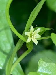 Image result for Dioscorea asteriscus