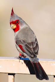 Grey Birds That Look Like Cardinals Pyrrhuloxiap Bird Looks Like A Cardinal But The Colors Are Different With Images Pet Birds Puffins Bird Birds
