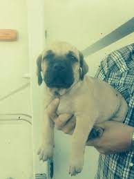 Black Mouth Cur Puppies For Sale Black Mouth Cur Black Mouth Cur Puppies Black Mouth Cur Dog