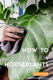 Depending on the size of your plant, you can either wipe the leaves with a damp cloth, spray the plant off in the sink or shower, or dunk the top half of your plant into a bucket of water and swish it around. How To Clean Houseplant Leaves