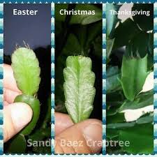 Water a christmas cactus with care. Christmas Cactus Thanksgiving Cactus And Easter Cactus Types Of Holiday Cactus Www Fac Christmas Cactus Plant Easter Cactus Cactus Types