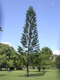 Image result for Arauk rie Araucaria