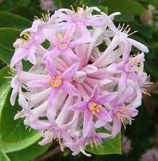 Pin On Garden Eye Candy