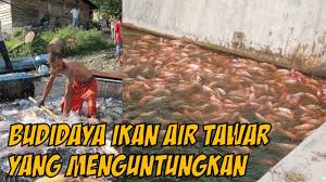 Dengan menghadiri kursus ini kita mampu membuat persediaan untuk memulakan bisnes ternakan ikan air tawar, memperoleh sumber input penternakan yang ekonomi dan mendapatkan pasaran untuk menjual ikan air tawar. 5 Jenis Budidaya Ikan Air Tawar Yang Menguntungkan Youtube