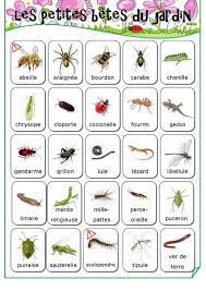 les petites betes du jardin les petites betes insectes jardins