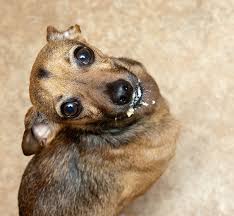 Carl, post scavenging...