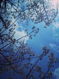 pin by kulomi on 自然 outdoor clouds