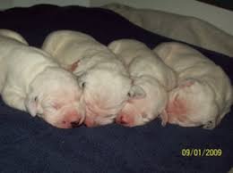 See more ideas about dalmatian, puppies, dalmatian puppy. Mcdottie Dalmatians Puppies