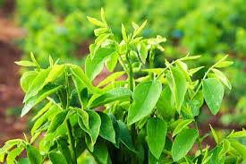 Not only models/daun cekur, you could also find another pics such as pokok cekur, daun ulam, cekur manis, daun kencur, daun mint, daun salad, daun pegaga, pucuk manis, pokok kemangi, daun sup, daun lemuni, and sayur pucuk. Cekur Manis Orang Kata Jabatan Pertanian Malaysia Facebook
