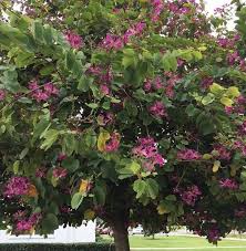 Image result for Bauhinia purpurea
