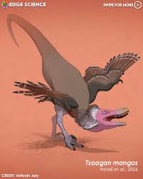 Image result for Rhynchotropis