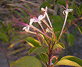 Image result for Clerodendrum tricholobum