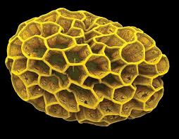 Image result for Bulbostylis hispidula