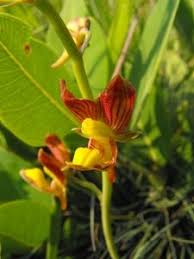 Image result for Eulophia acutilabra