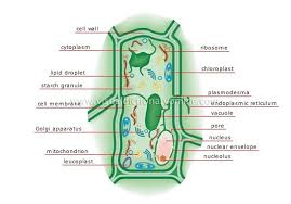Check spelling or type a new query. You Are Observing Two Unlabeled Cells A Plant And An Animal Cell Through A Microscope What Cell Parts Can You Look For To Determine Which Is The Plant Cell And Which Is