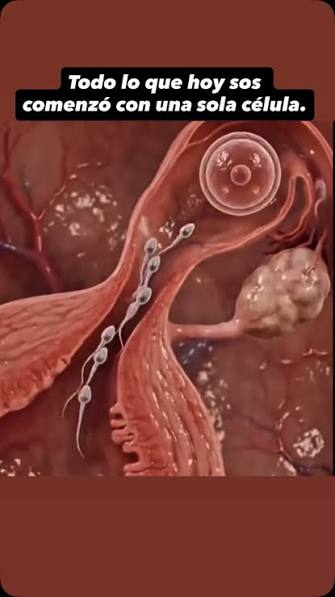 Es difícil imaginar que un cuerpo formado por miles de millones de células,  capaz de pensar, sentir, moverse y adaptarse, haya tenido un origen tan  simple., Todo comienza cuando un espermatozoide ...