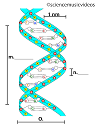 Some of the worksheets for this concept are, work 1, dna, use your dna structure notes and chapter 17 to answer, adenine structure of dna, dna replication work, dna and replication work, honors biology ninth grade pendleton high school. Dna Structure Interactive Tutorial Sciencemusicvideos
