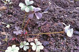 Maybe you would like to learn more about one of these? How Remove Oxalis The Wood Sorrel Weed Garden Mentors