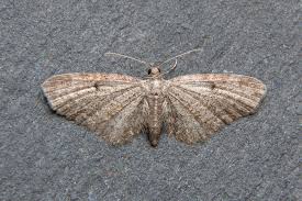 Image result for Eupithecia tenuiata